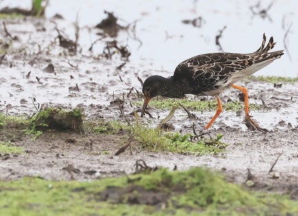 Calidris pugnax-55