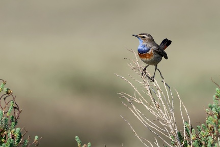 Luscinia svecica-84