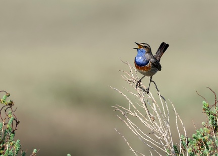 Luscinia svecica-85