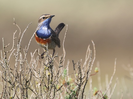 Luscinia svecica-88
