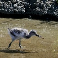 Recurvirostra avosetta-6