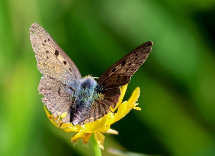 Lycaena tityrus-1