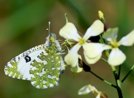 Pontia daplidice-7