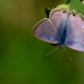 Lampides boeticus