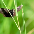 Odezia atrata-1