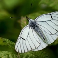 Aporia crataegi-2