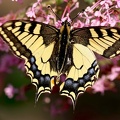 Papilio machaon-11