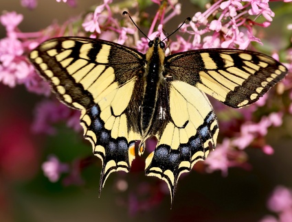 Papilio machaon-11