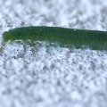 Pieris rapae