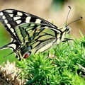 Papilio machaon-4