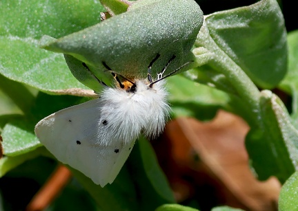 Diaphora mendica
