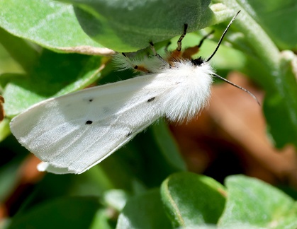 Diaphora mendica-1