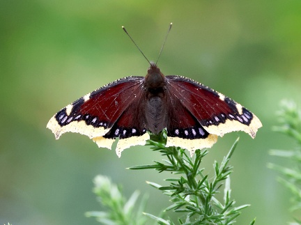 Nymphalis antiopa-7