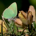 Callophrys rubi-31
