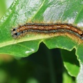 Malacosoma neustria-1