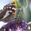 Apatura iris