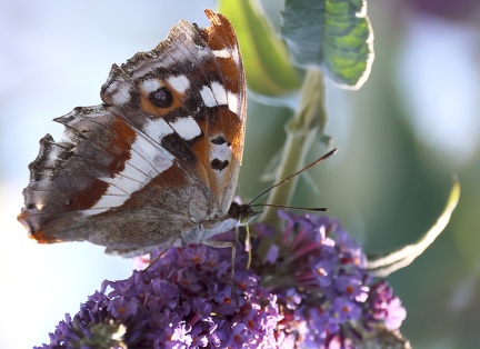 Apatura iris
