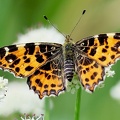 Araschnia levana-1