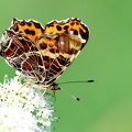 Araschnia levana-12