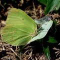 Gonepterys rhamni-4
