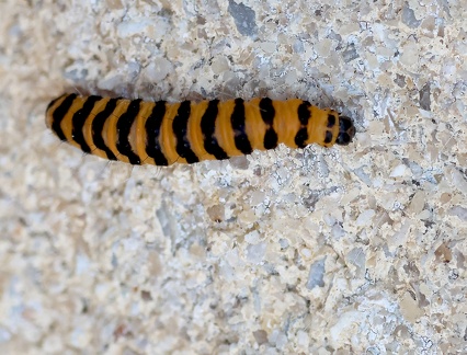 Tyria jacobaeae