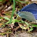Celastrina argiolus-4