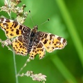 Araschnia levana-3