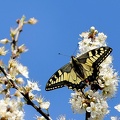 Papilio machaon-2