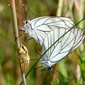 Aporia crataegi-5