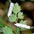 Yponomeuta padella