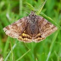 Euclidia glyphica