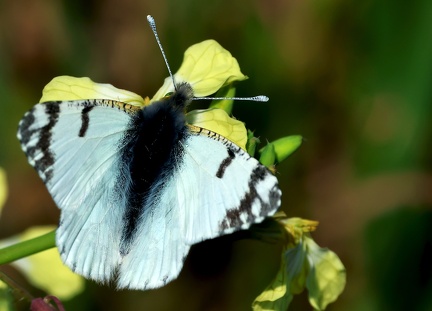 Pontia daplidice-5