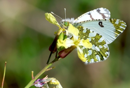Pontia daplidice-51