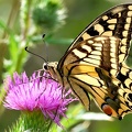 Papilio machaon-3