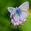 Plebejus argus-3