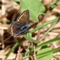 Polyommatus escheri-11