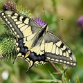 Papilio machaon-1