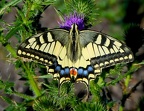 Papillons