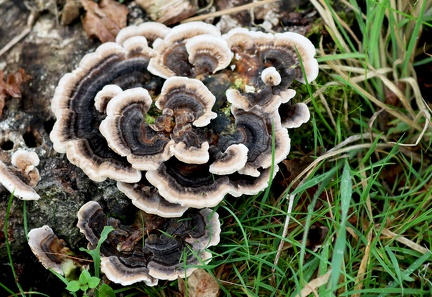 Trametes versicolor