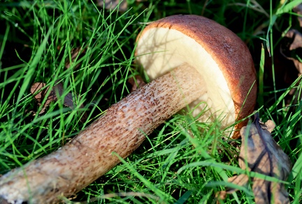 Leccinum aurantiacum-1