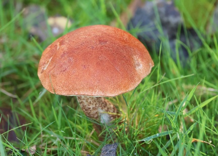 Leccinum aurantiacum