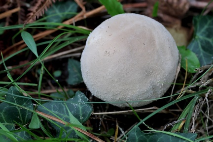 Calvatia excipuliformis-1