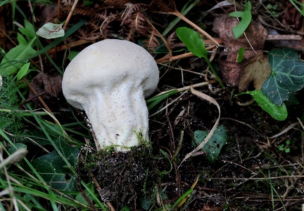 Calvatia excipuliformis