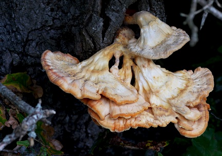 Laetiporus sulphureus