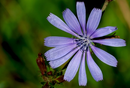 Cichorium intybus-1