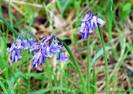 Hyacinthoides non-scripta