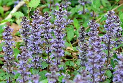 Ajuga reptans-1