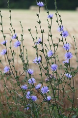Cichorium intybus-2