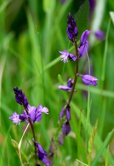 Polygala vulgaris
