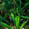 Plantago lanceolata-2